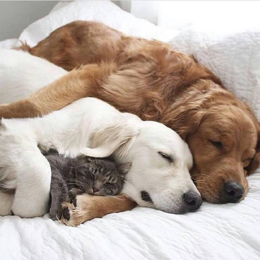 Добрый вечер собачки