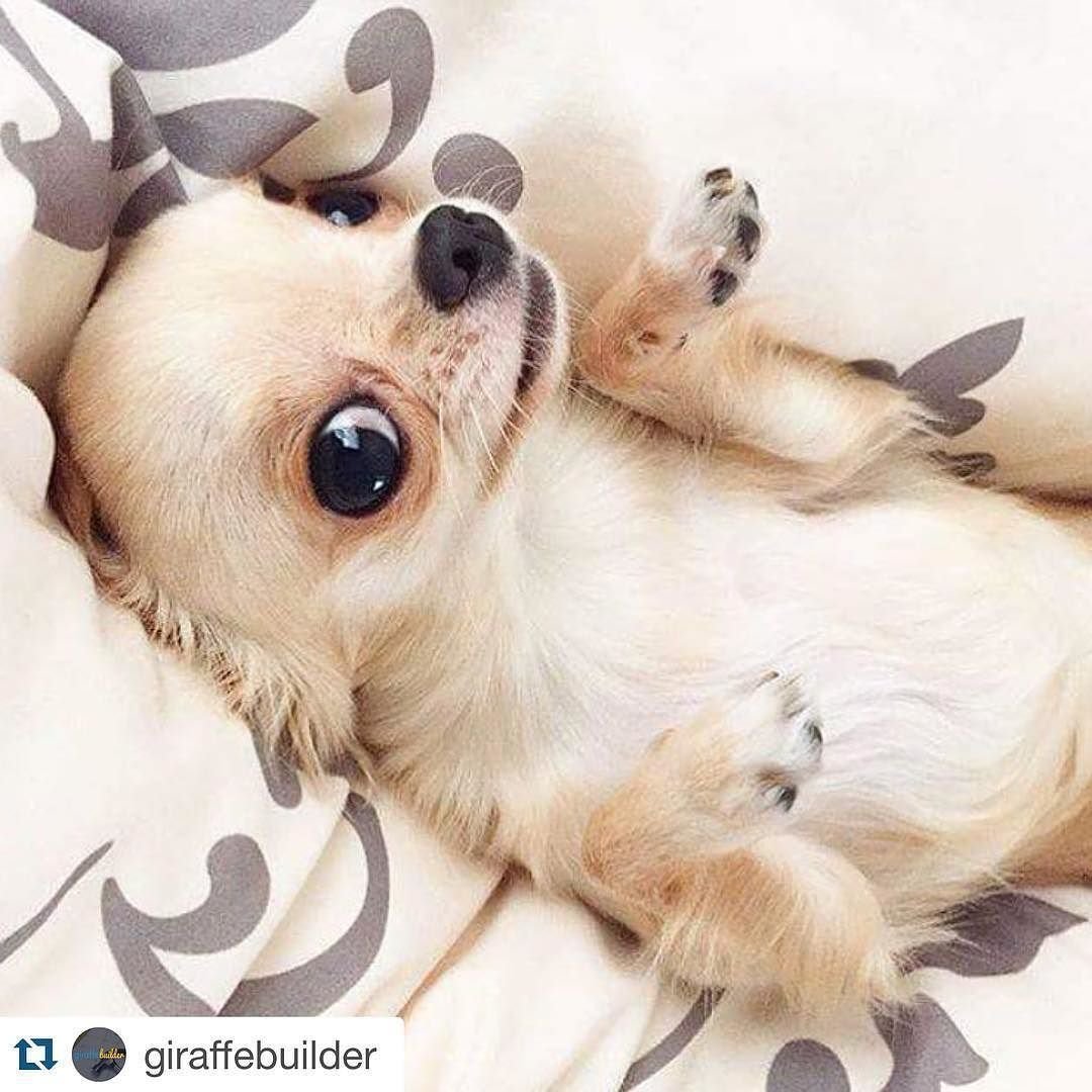 Утренний щенок