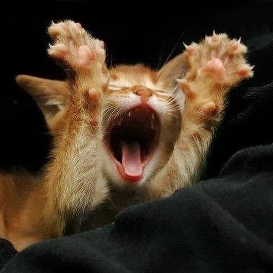 Ура отпуск кот