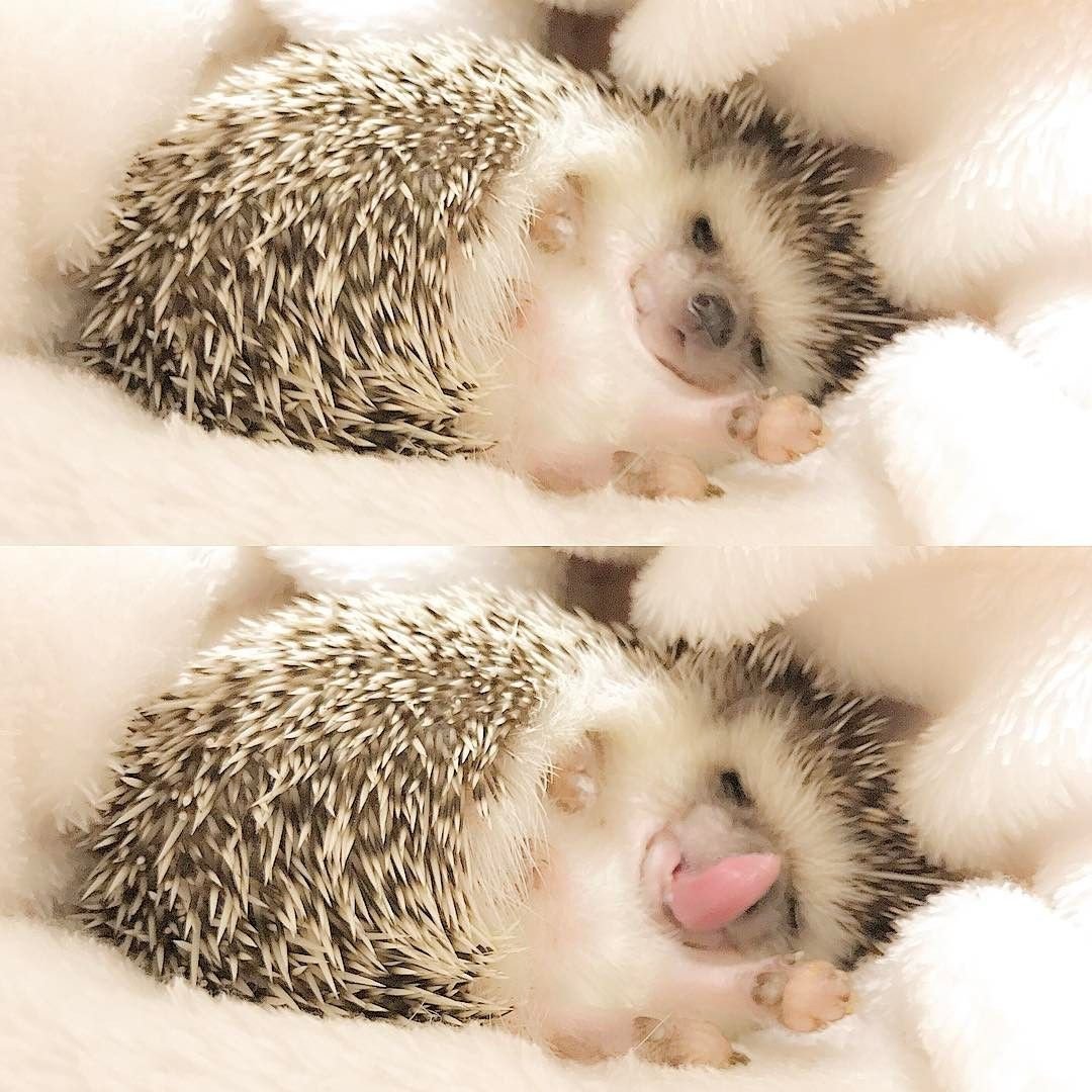 Спящий Ежик