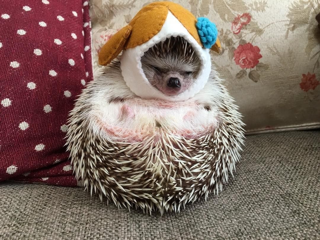 Ежик в одежде