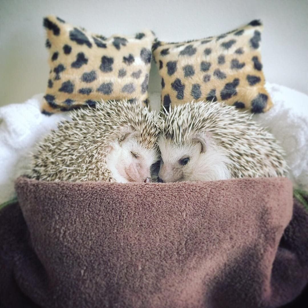 Влюбленные ежики