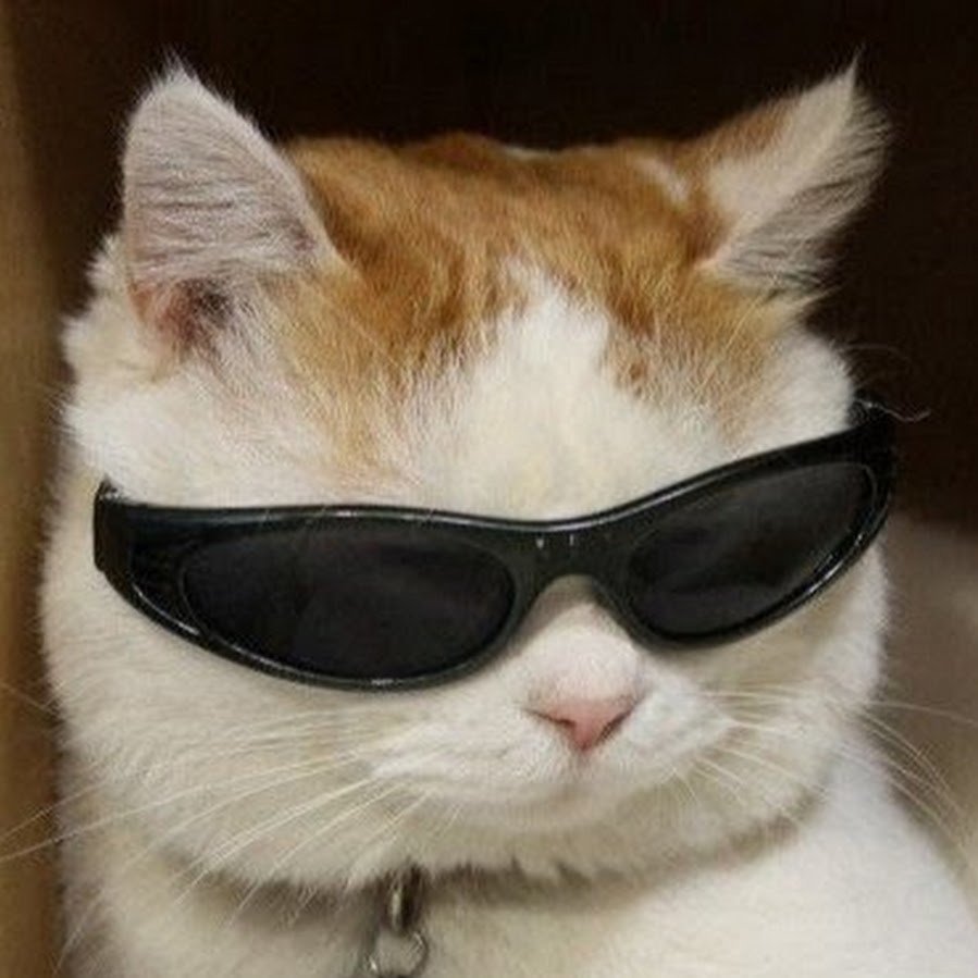 Милый кот в очках