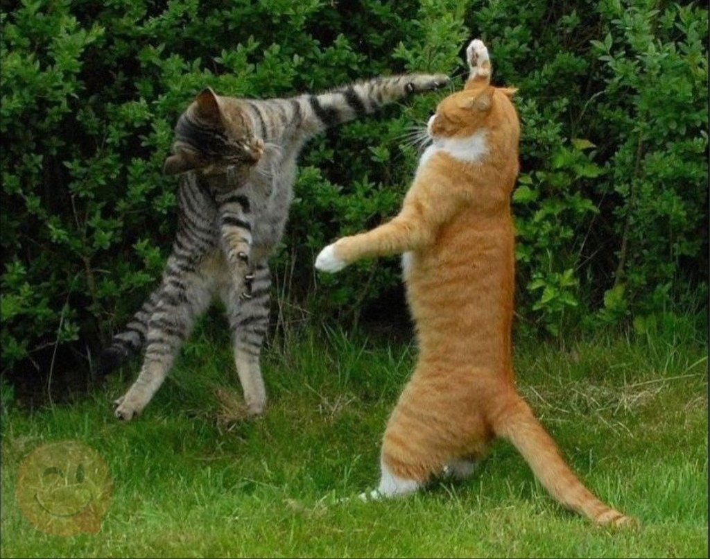 Коты братаны