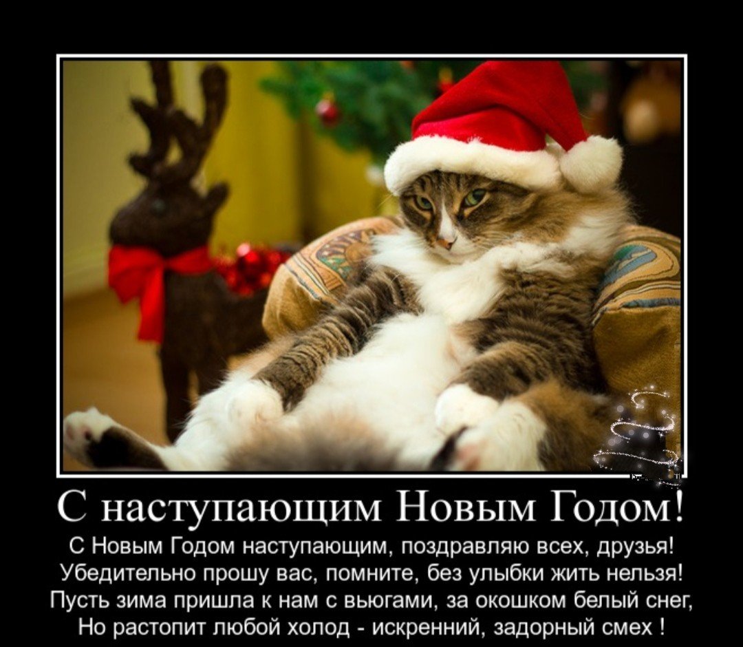 Новогодние поздравления с котиками
