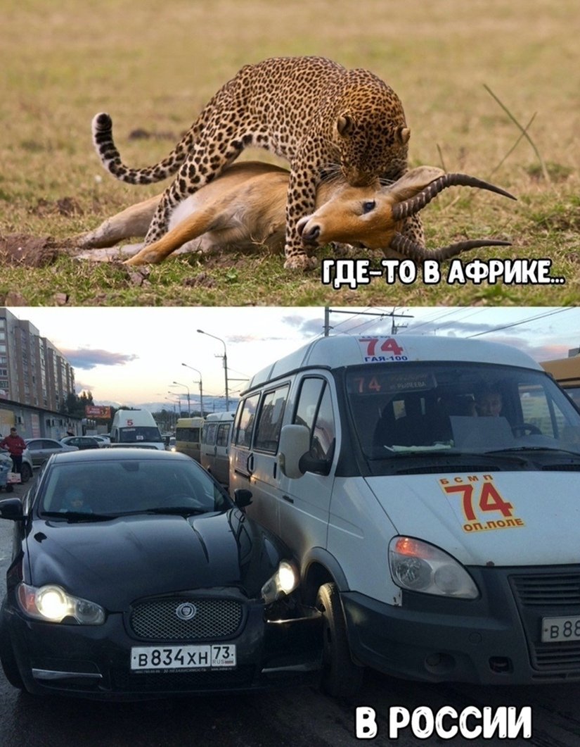 Ягуар и Газель