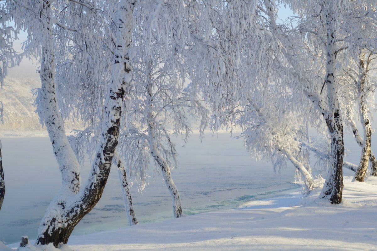 Береза зима
