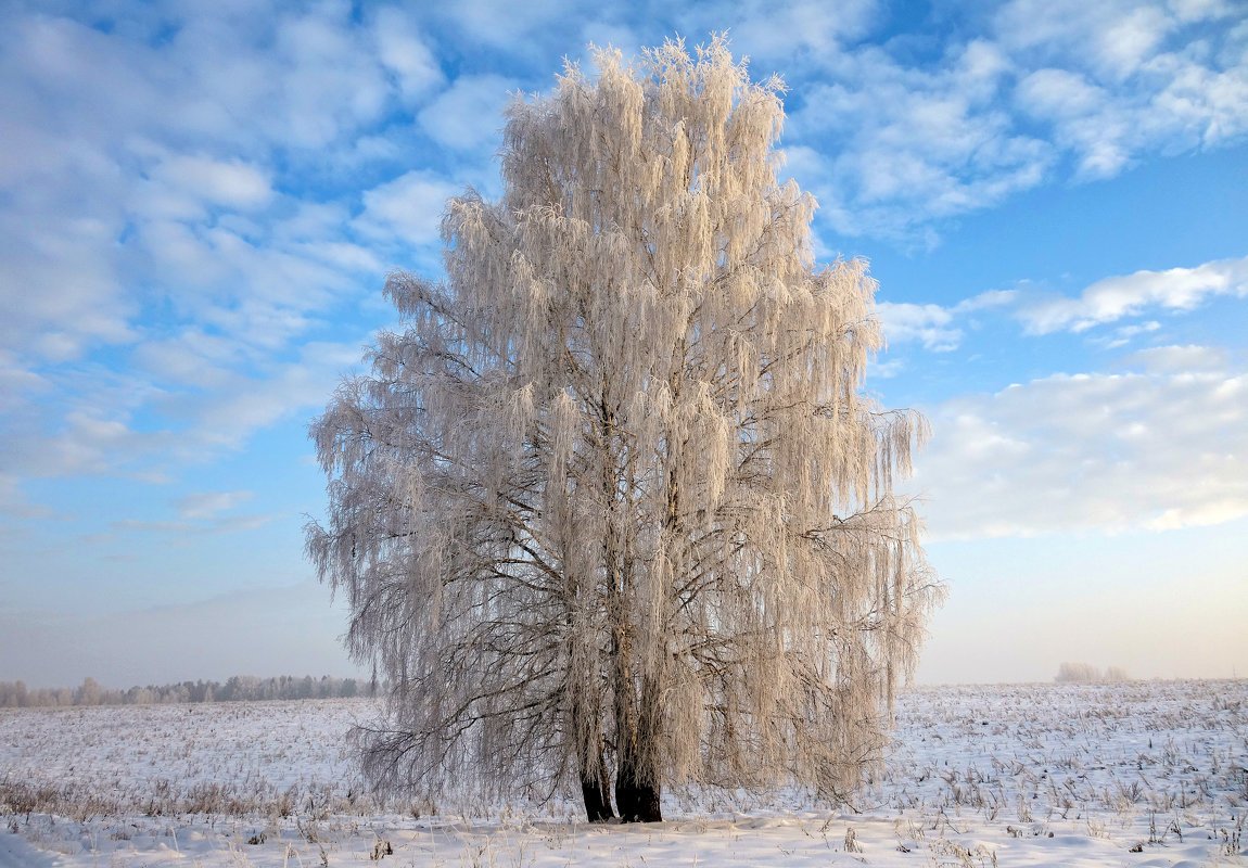 Береза зимой