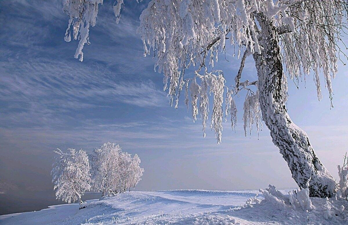 Березы на зимнем снегу