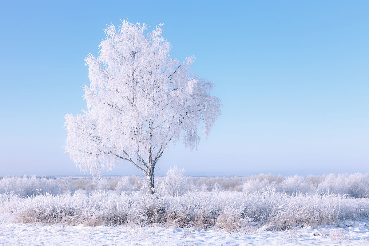 Зимняя береза