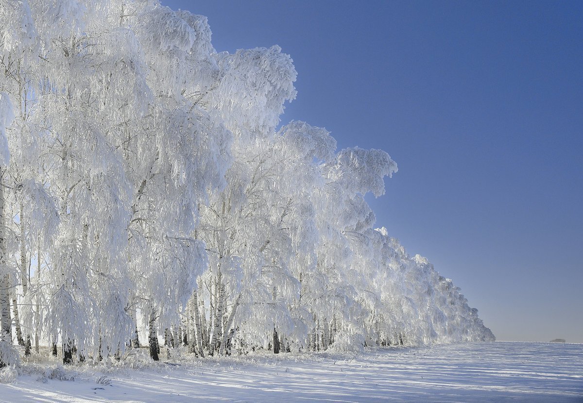Береза в инее