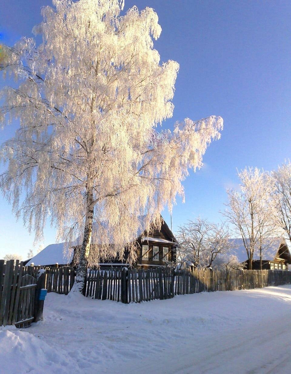 Береза зима Есенин