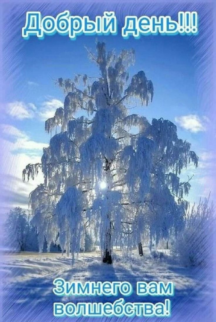 Береза зимой