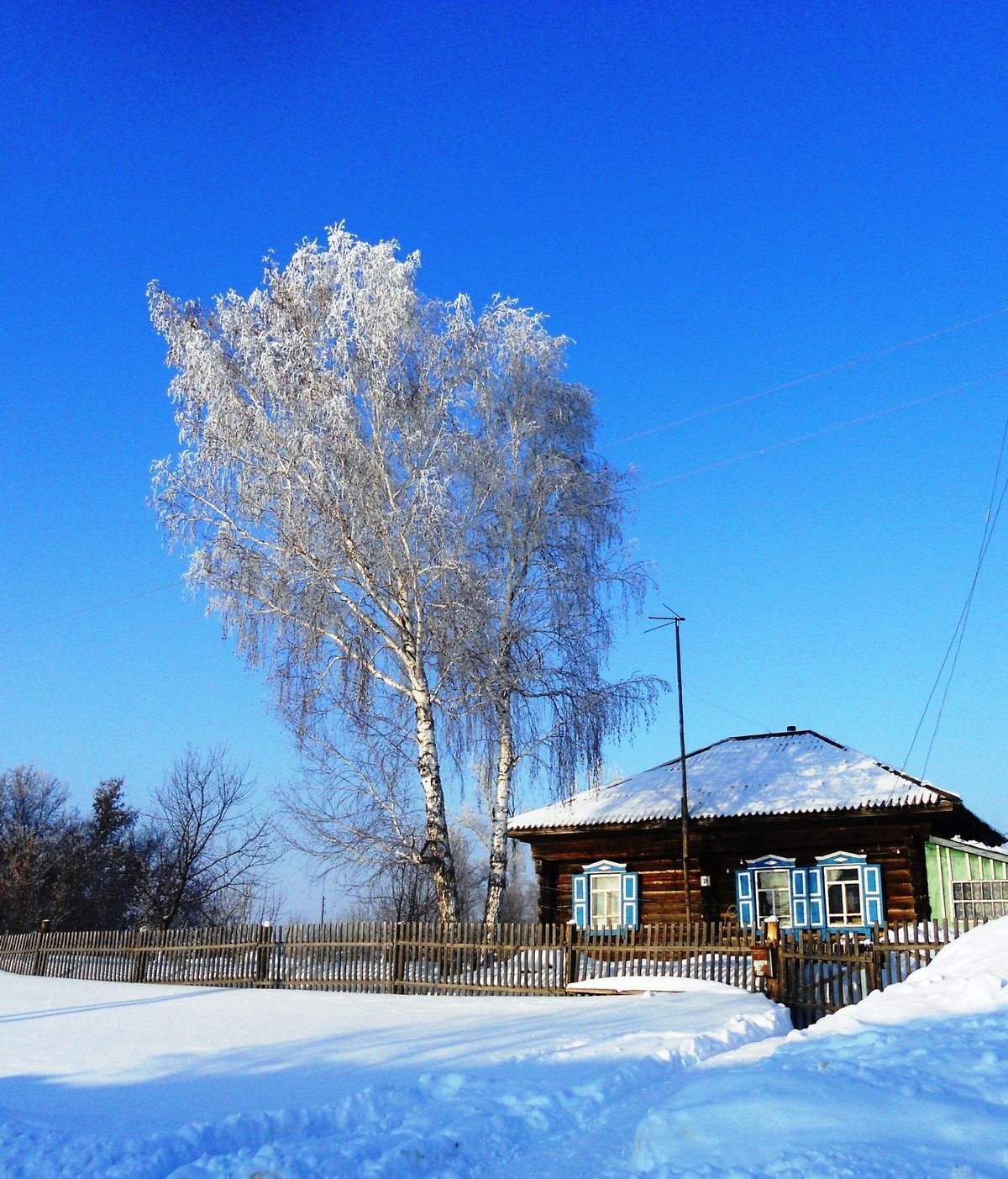 Белая береза под моим ок