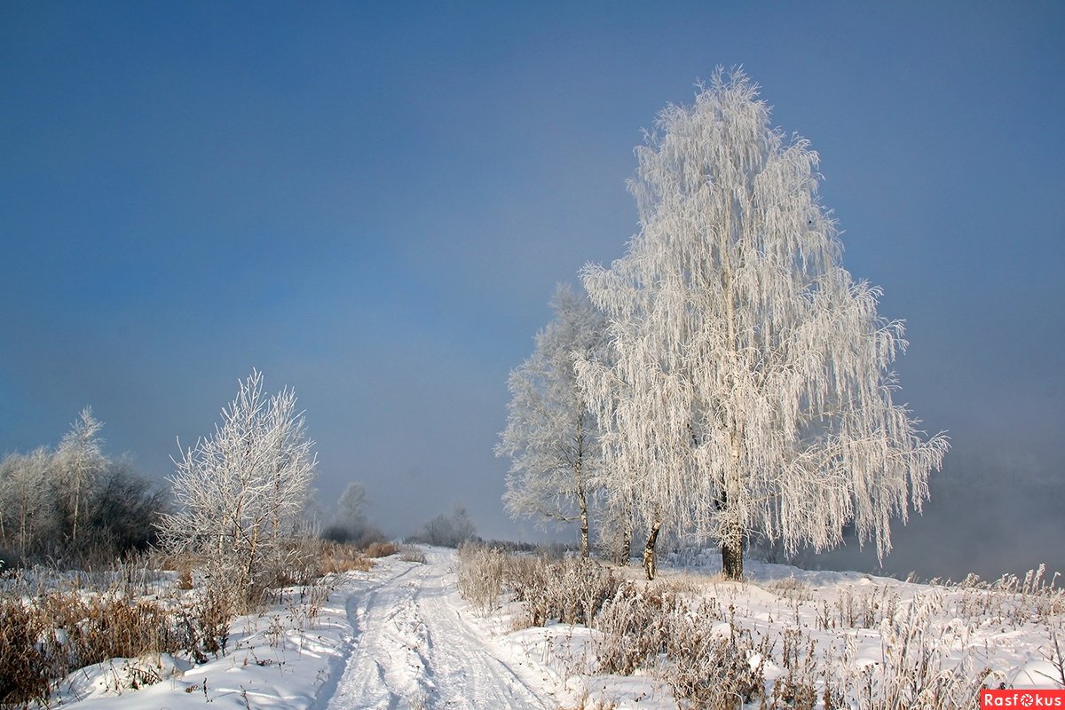 Белая береза