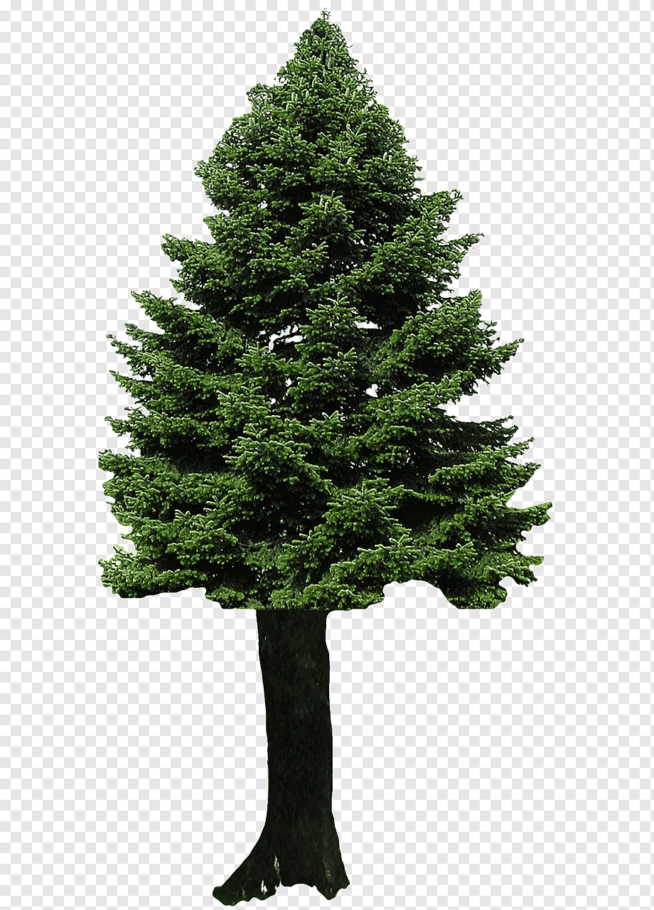 Ель карточки для детей