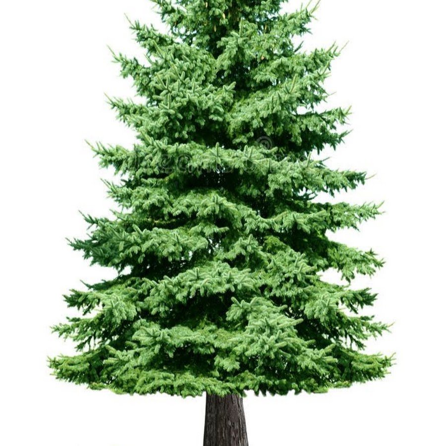 Ель дерево на белом фоне