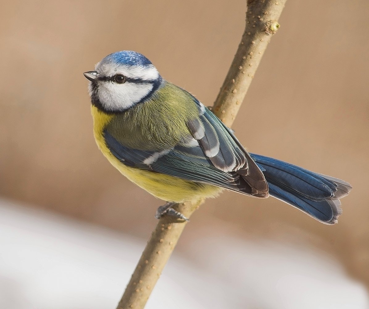 Лесная синичка