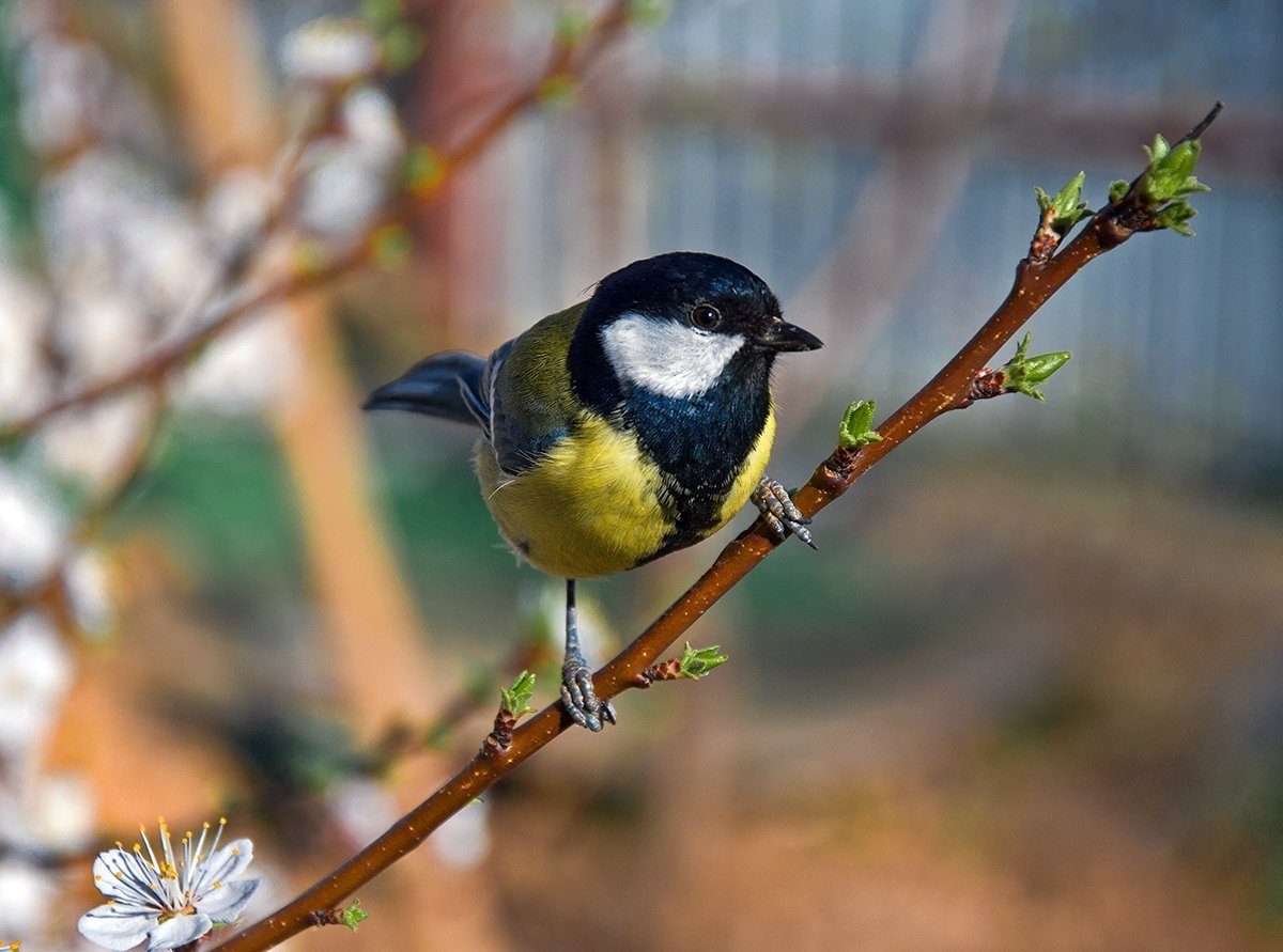 Синичка акварелью
