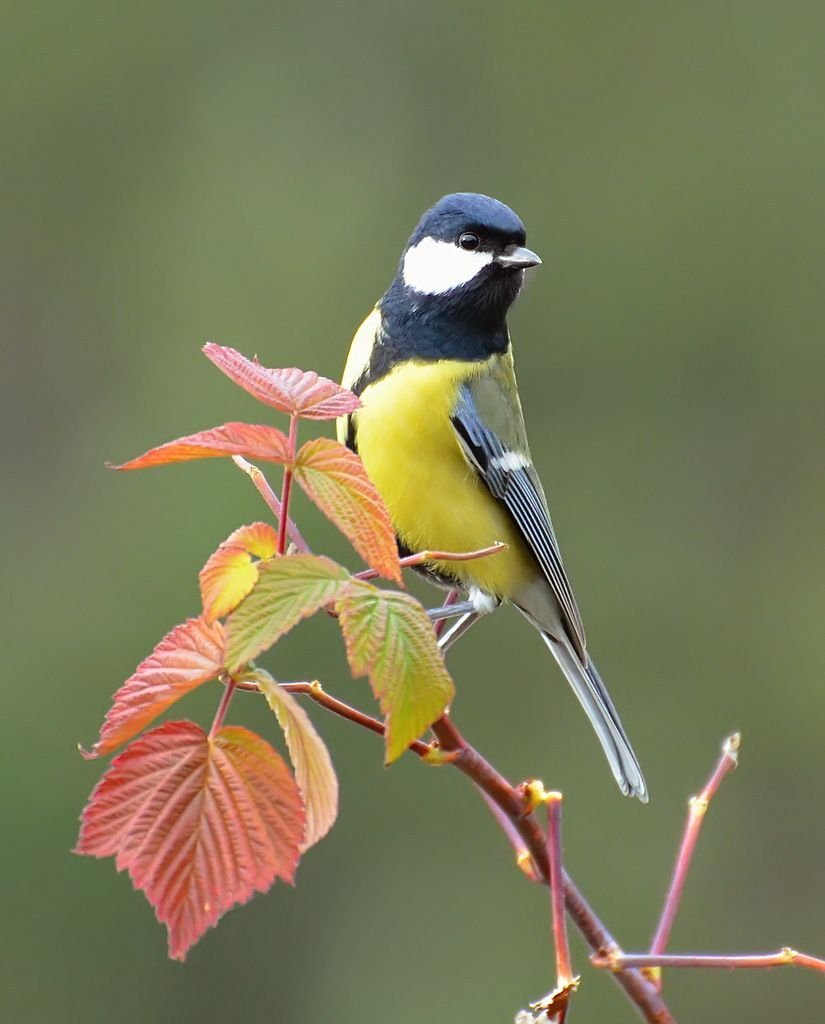 Синичка лазоревка