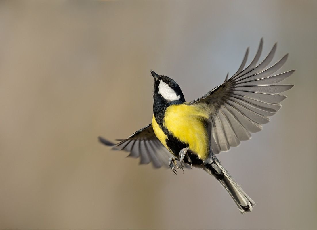 Слива синичка высота