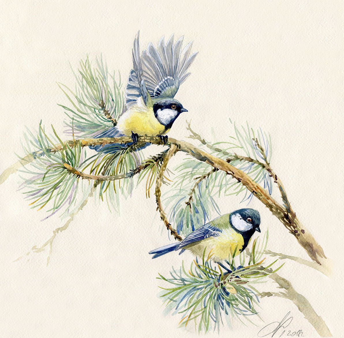 Синичка цвет