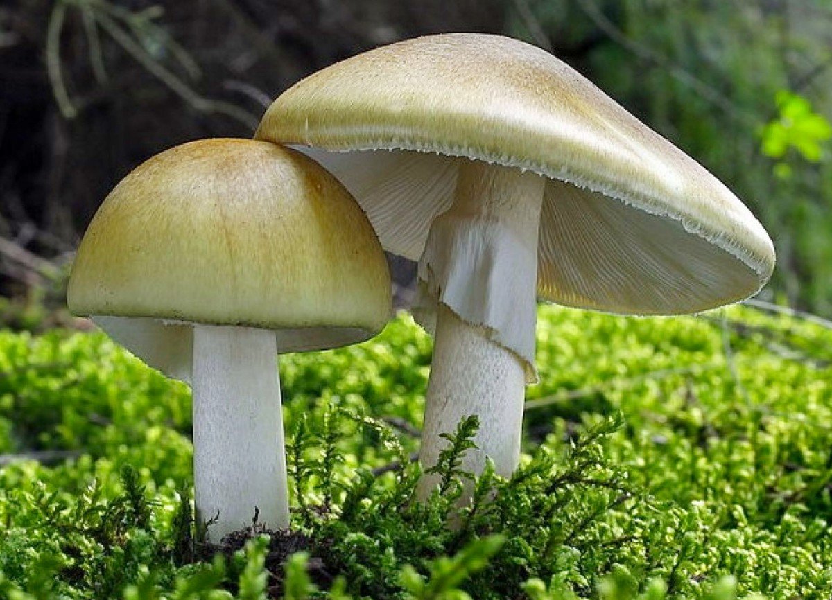 Ядовитые грибы бледная поганка