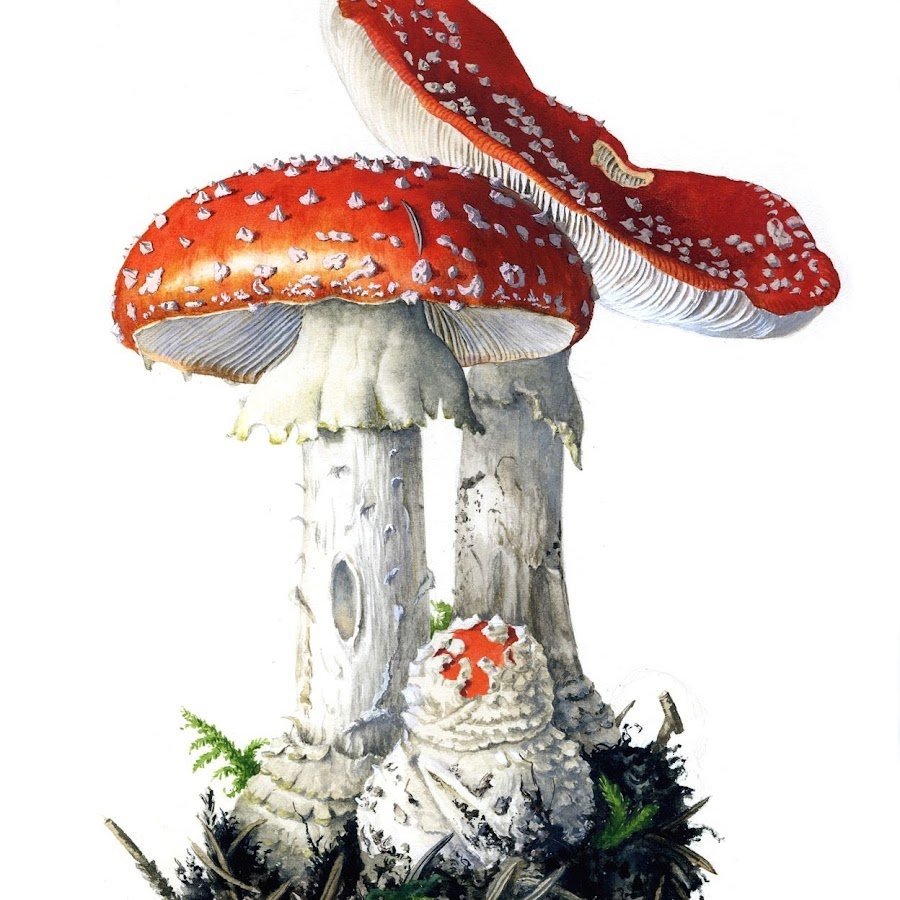 Грибы поганки мухоморы