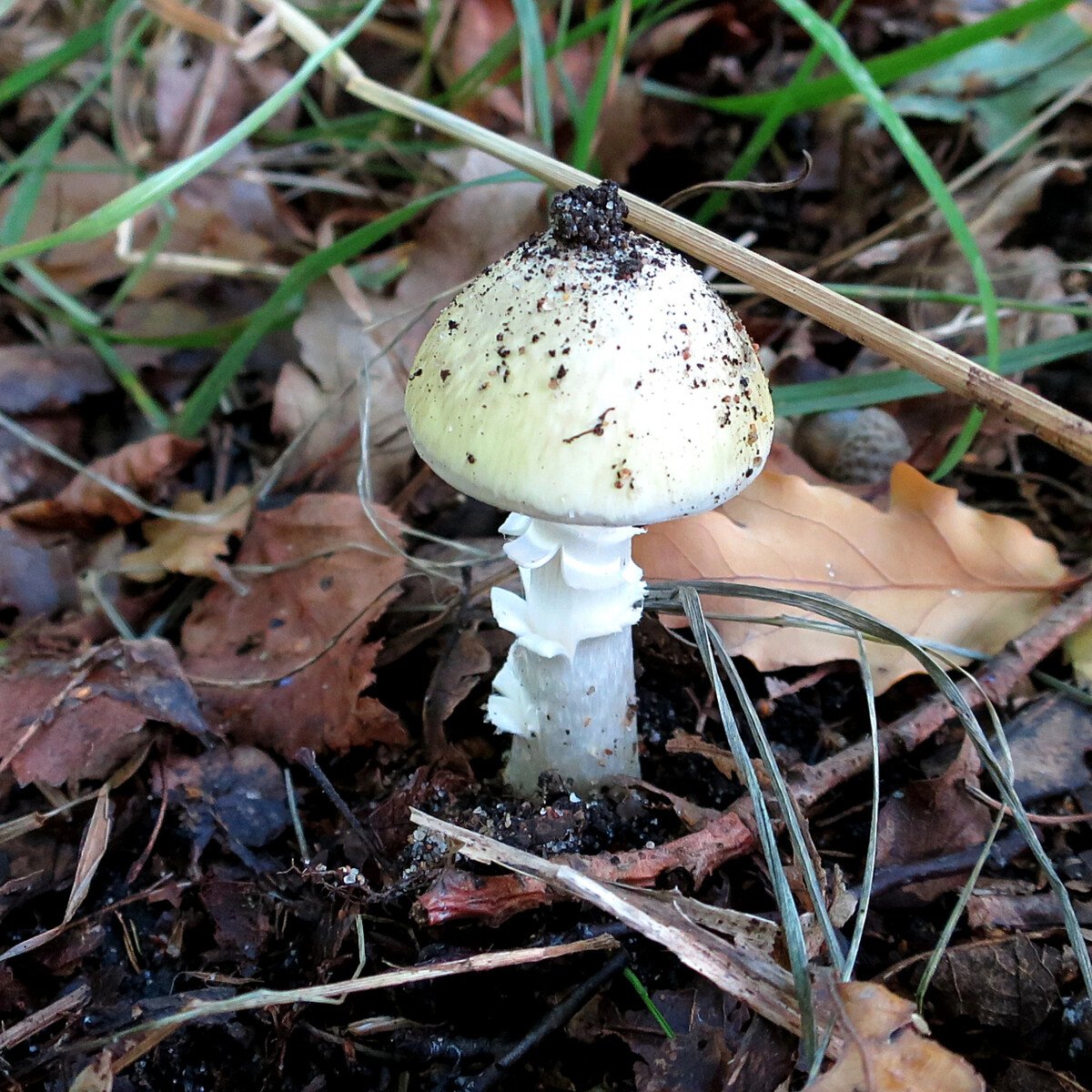 Луговая поганка гриб