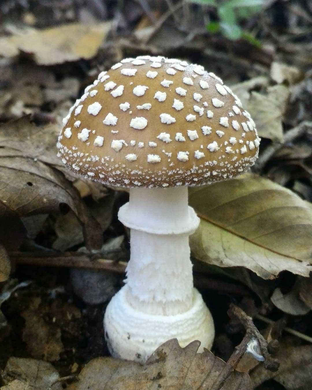 Мухомор пантерный