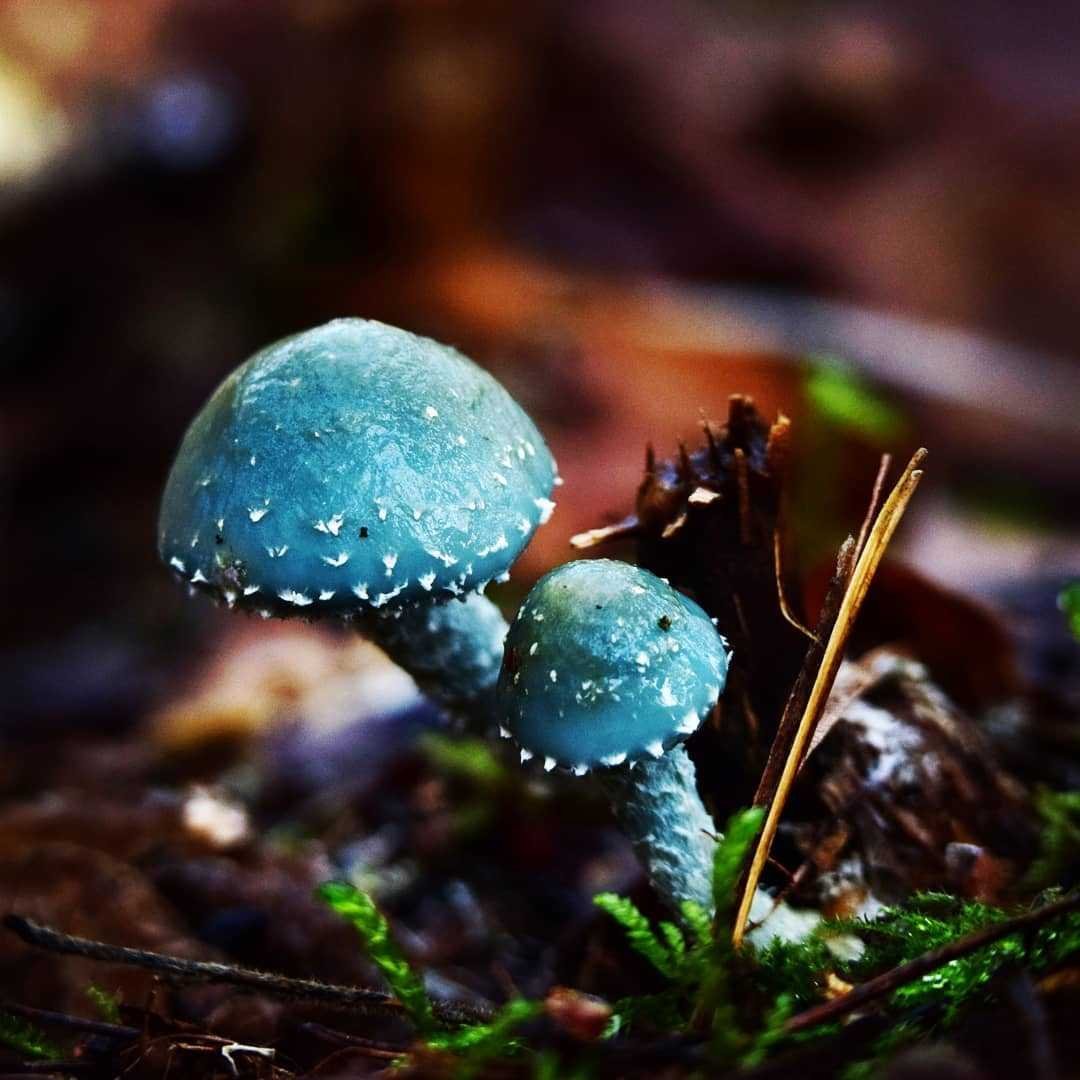 Гриб страфия синезеленая