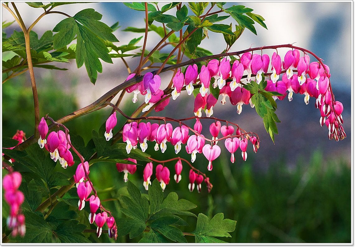 Дицентра цветок разбитое сердце