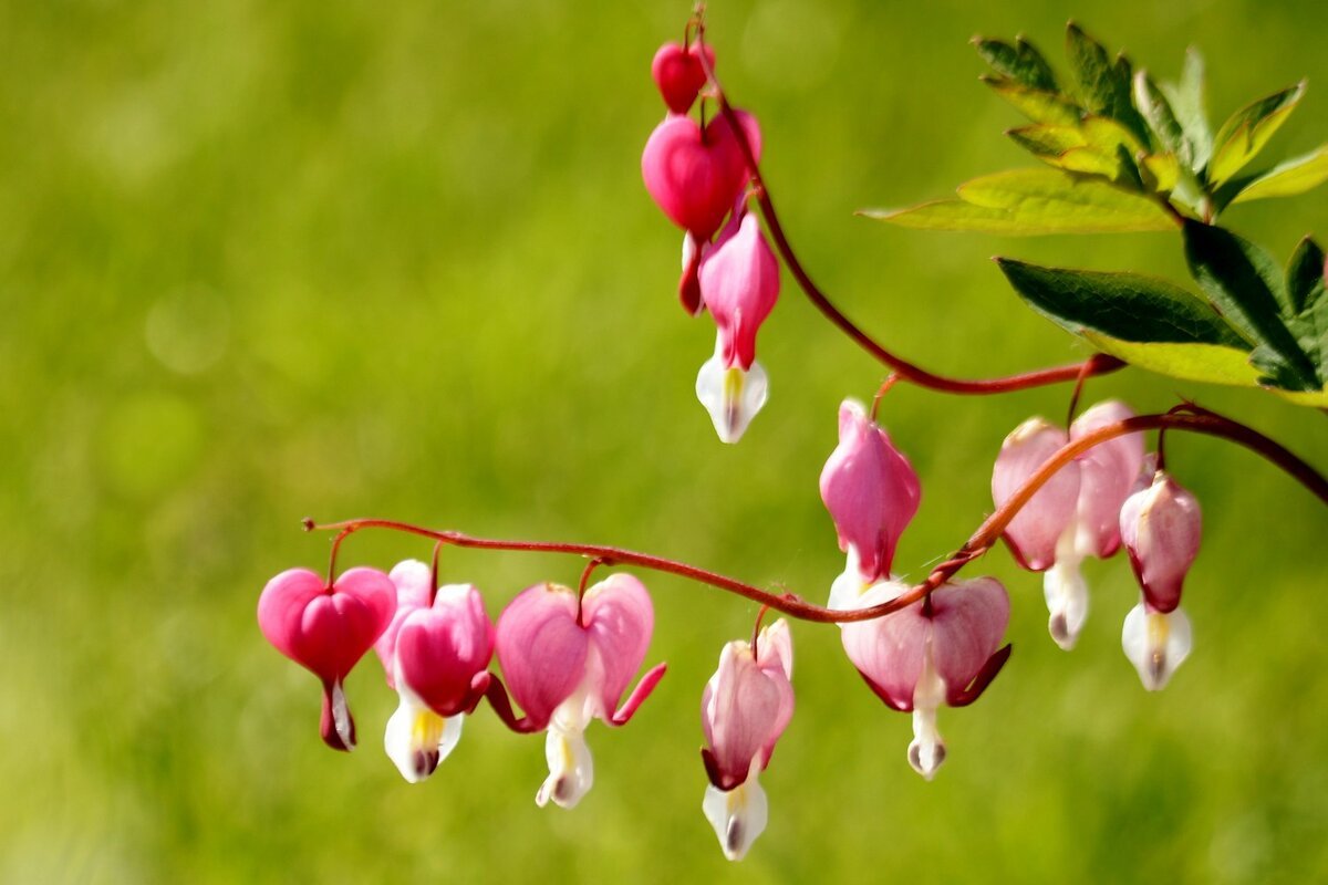 Человеческое сердце Эстетика