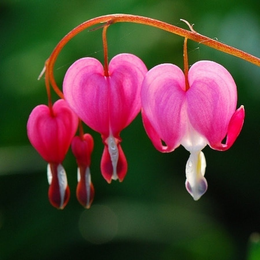 Дицентра великолепная розовая