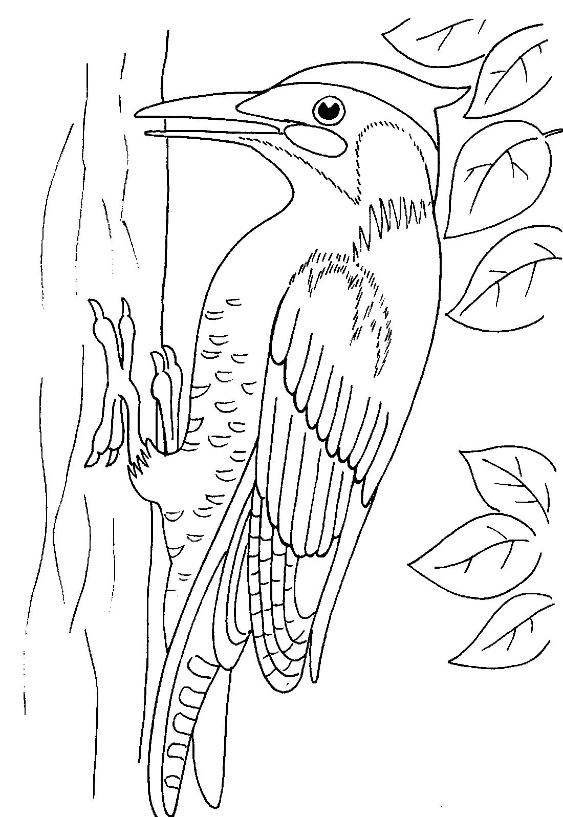 Дятел карточка для детей