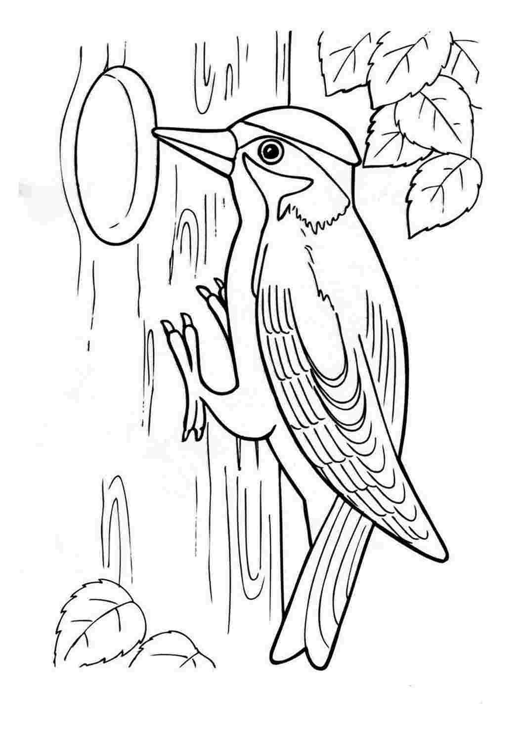 Дятел рисунок для детей