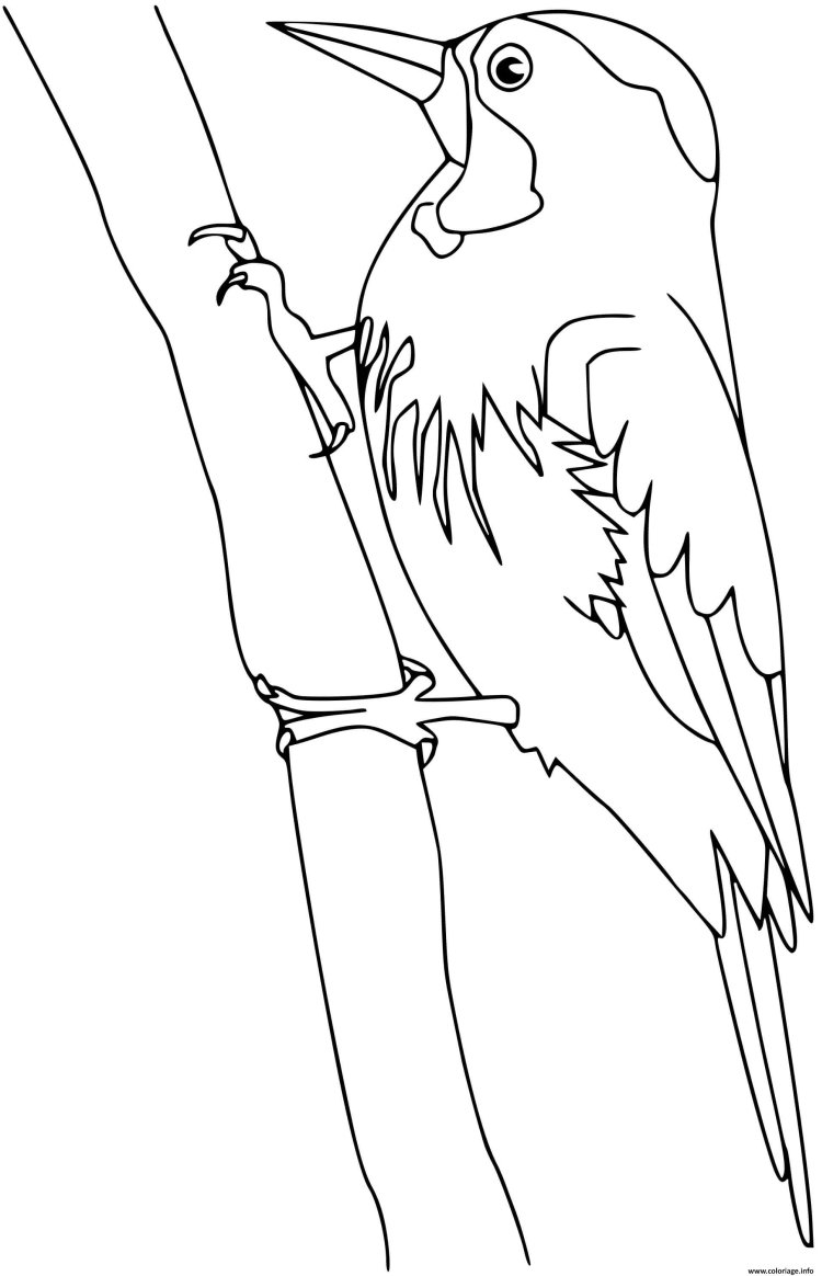 Стикер дятел