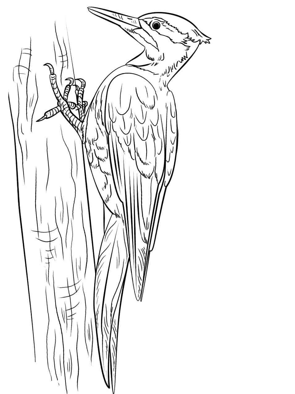 Дятел раскраска для детей