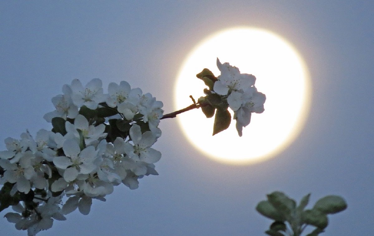Весеннее полнолуние