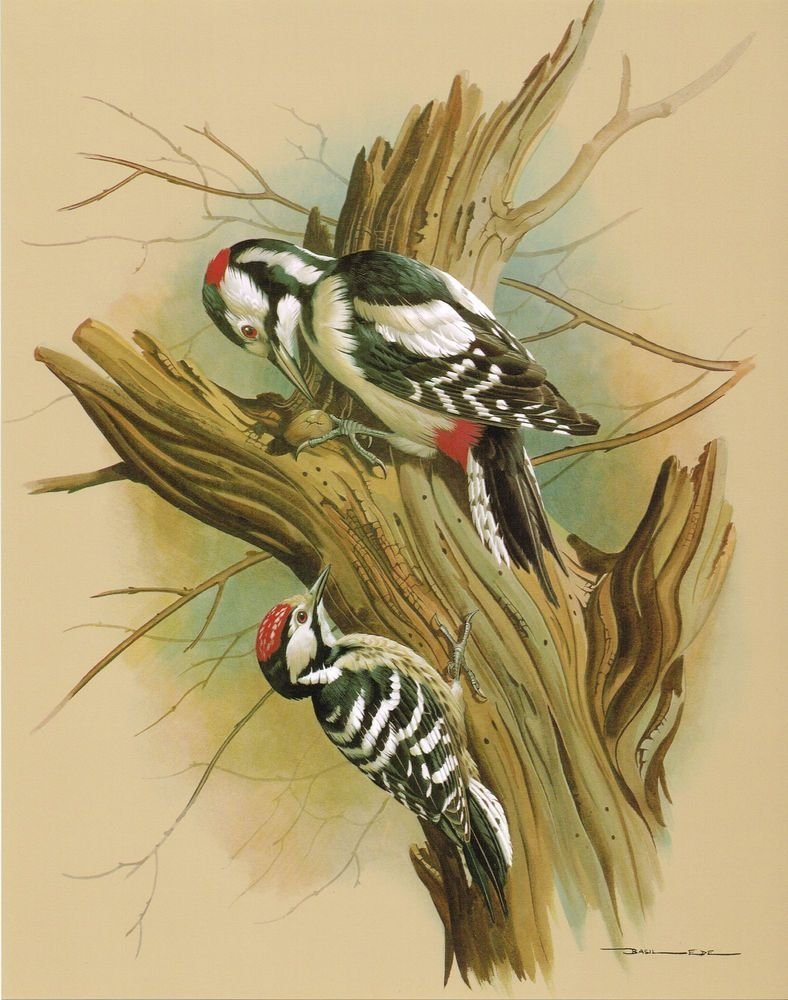 Дятел черно белый