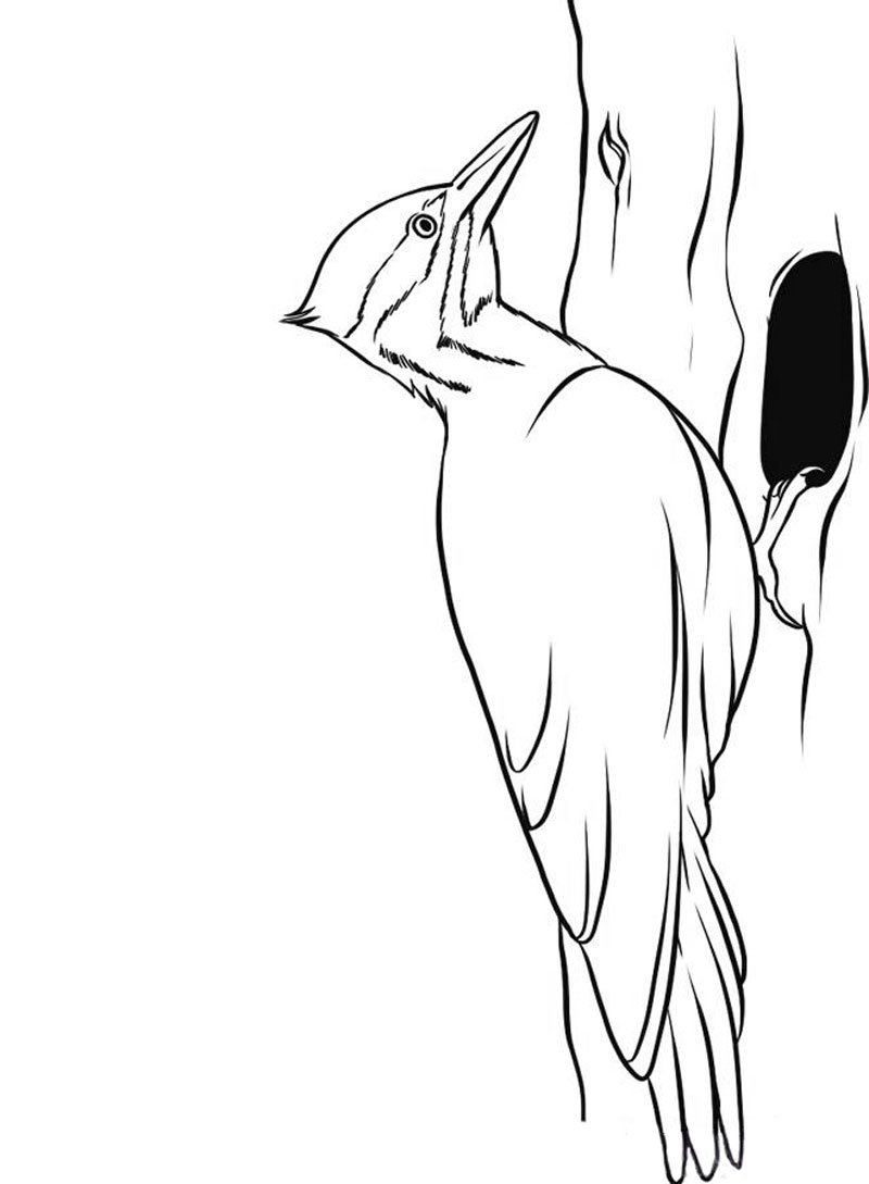 Дятел рисунок