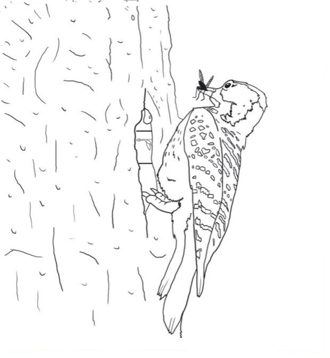 Силуэт дятла для детей