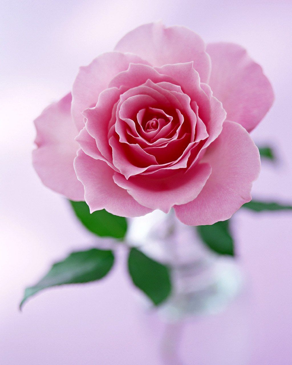 Поздравить галочку с днем рождения