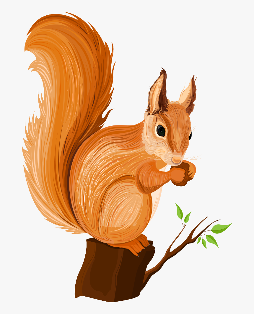 Белка на белом фоне