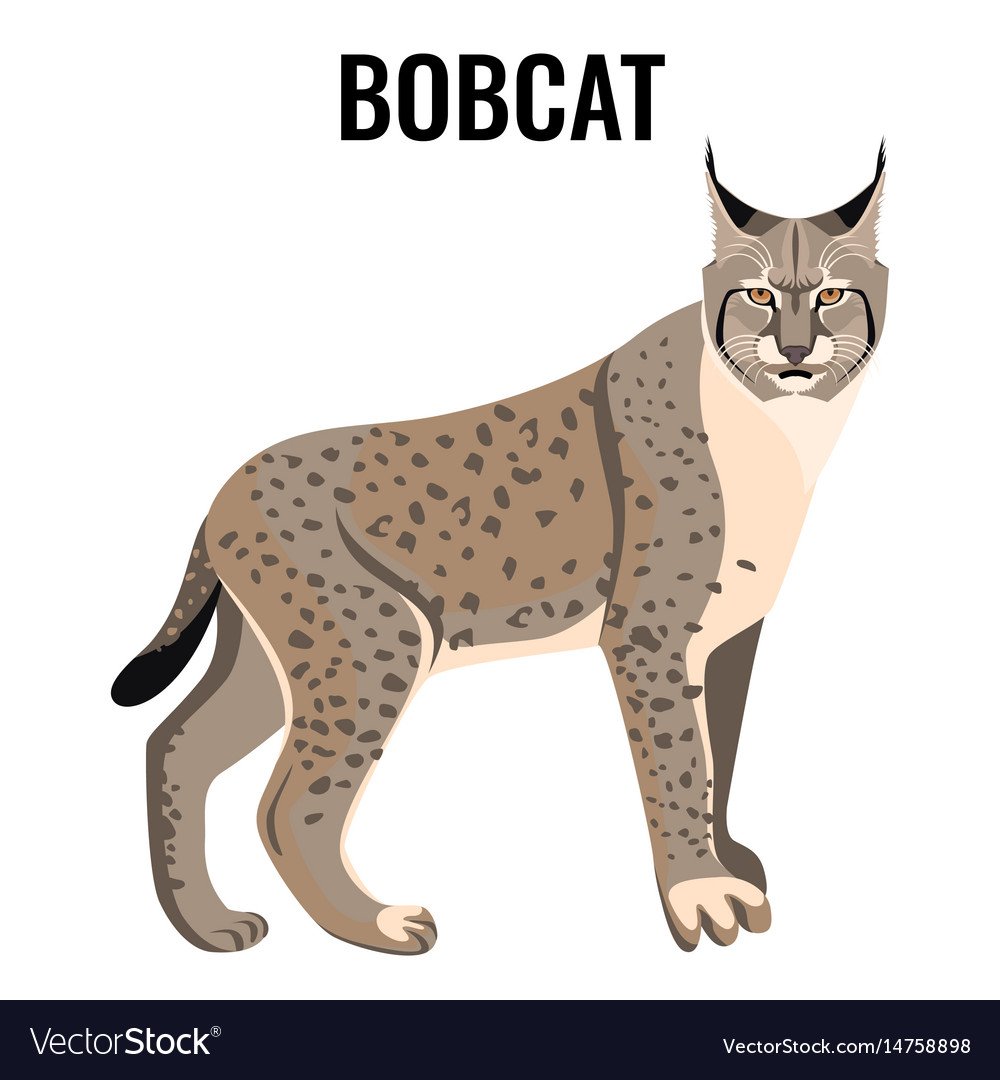 Рысь вектор