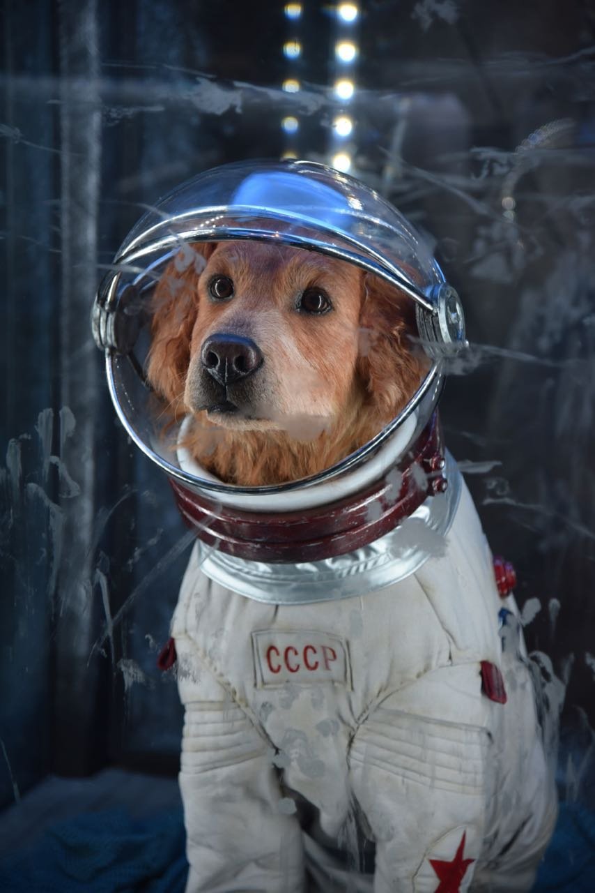 Стражи Галактики пёс Космо