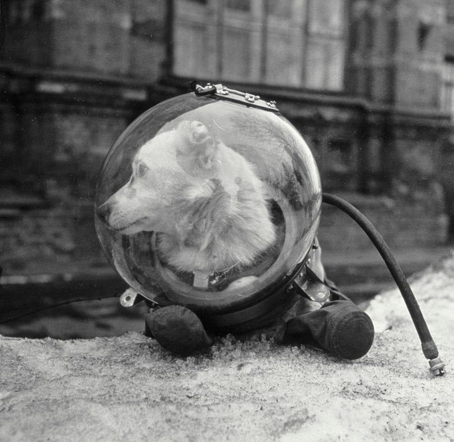 Белка и стрелка мемы