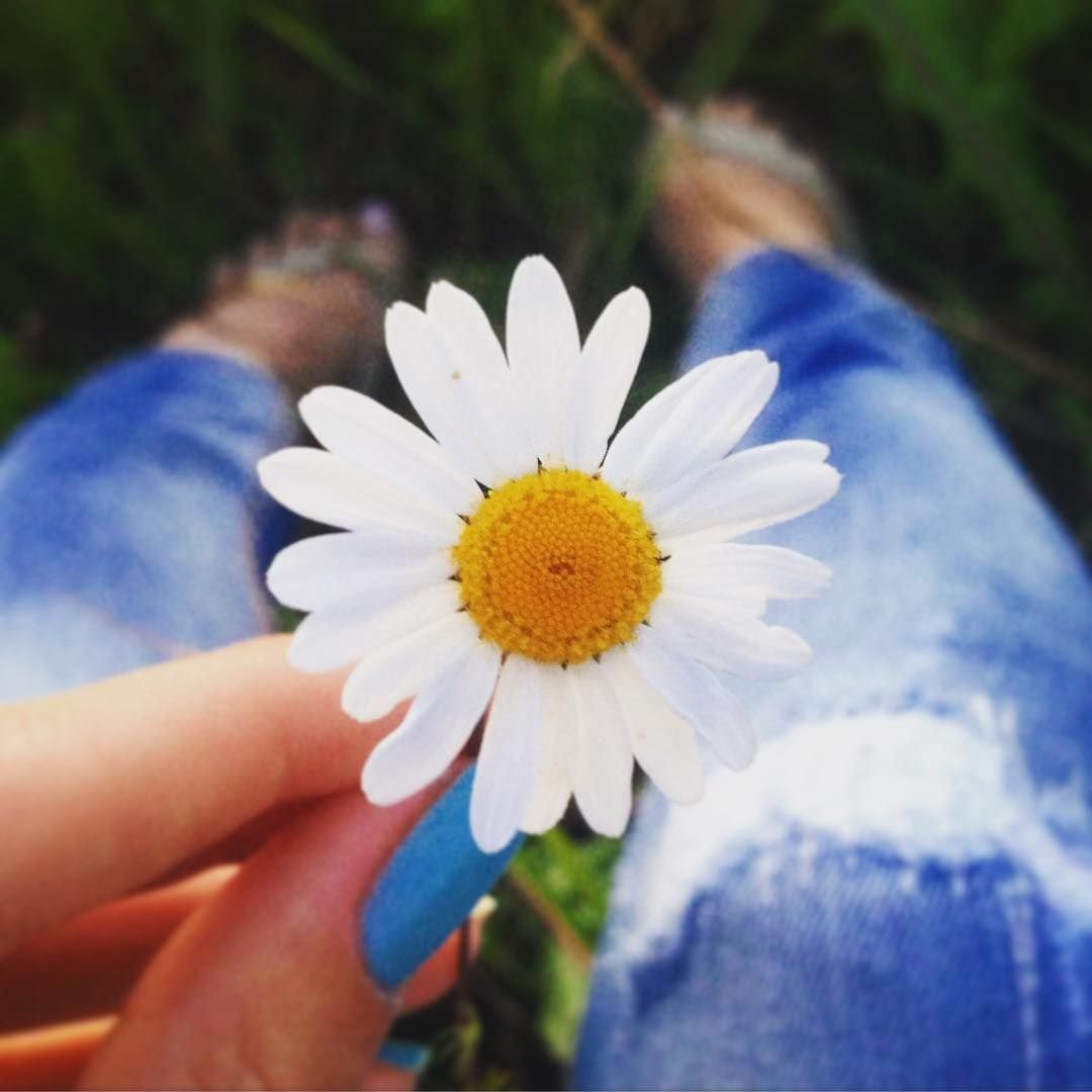 Ромашка в ладошке