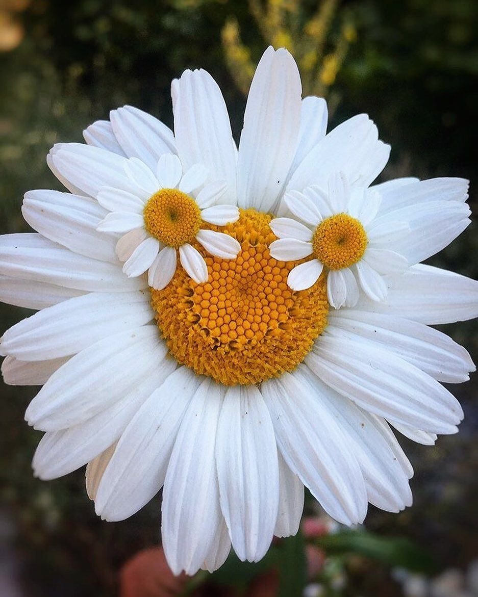 Гигантские ромашки