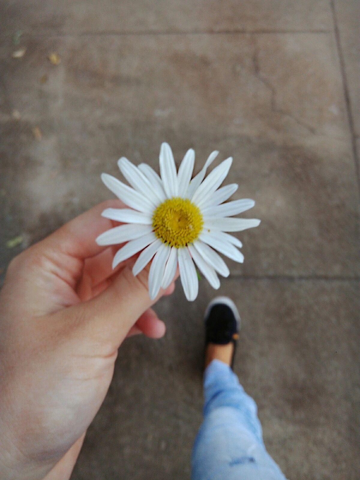 Идея фотографий фотосессия в маленькой ромашке